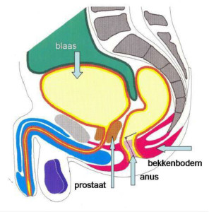 prostaat